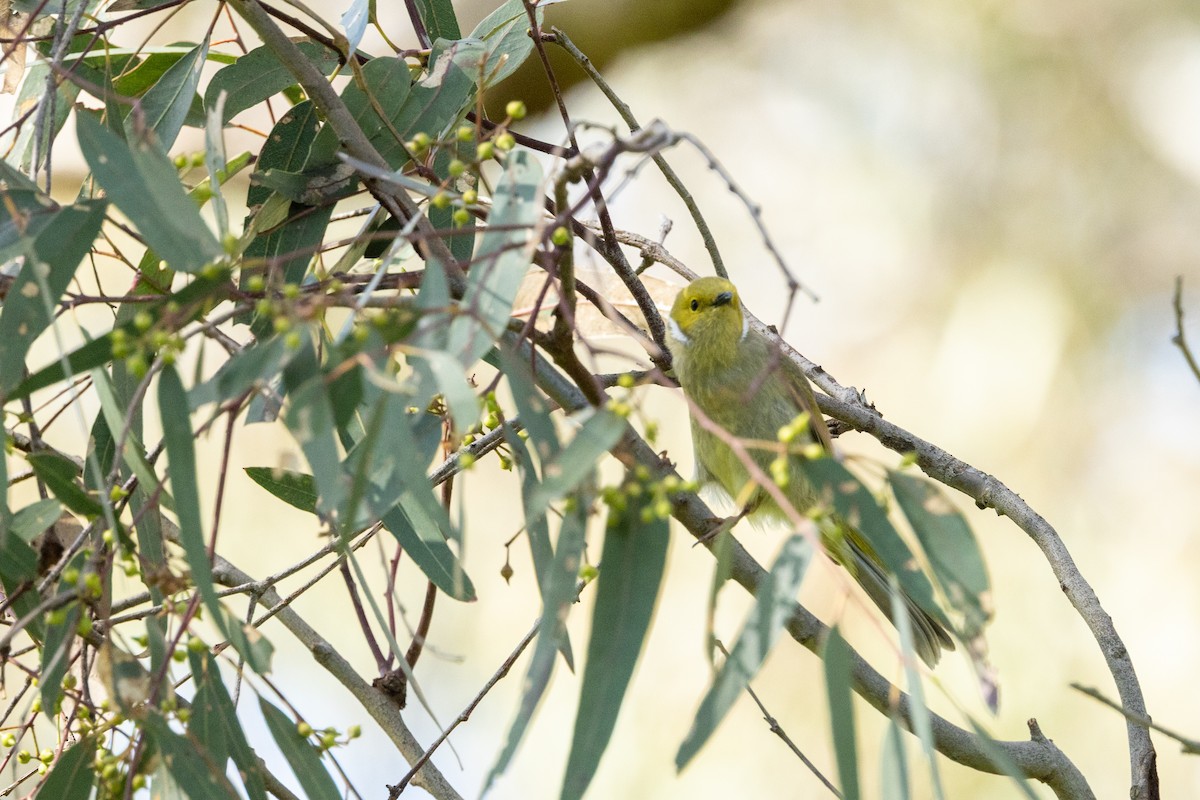 White-plumed Honeyeater - ML645582677