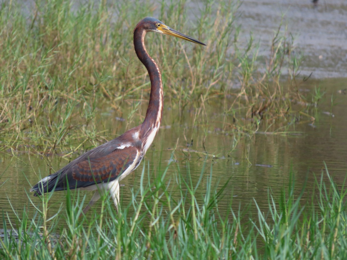Tricolored Heron - ML645582678