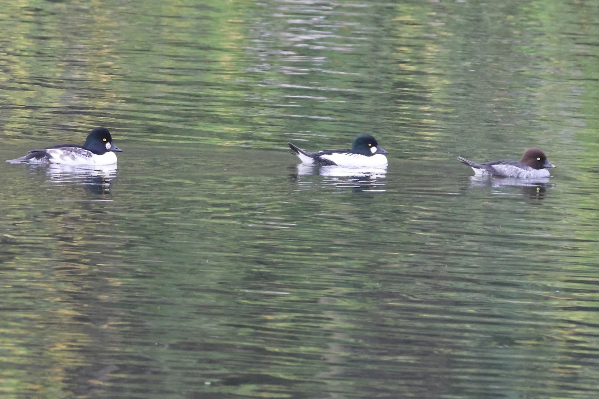Common Goldeneye - ML645582679