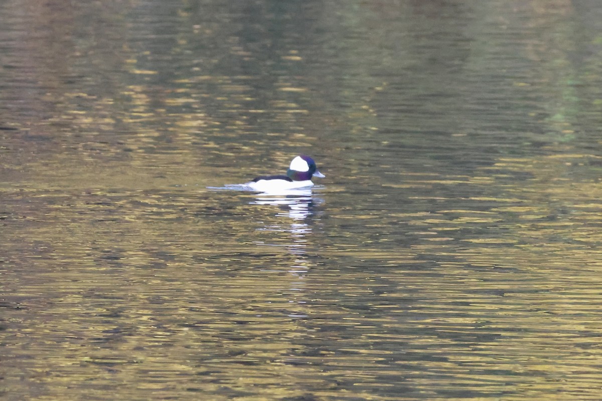 Bufflehead - ML645582680