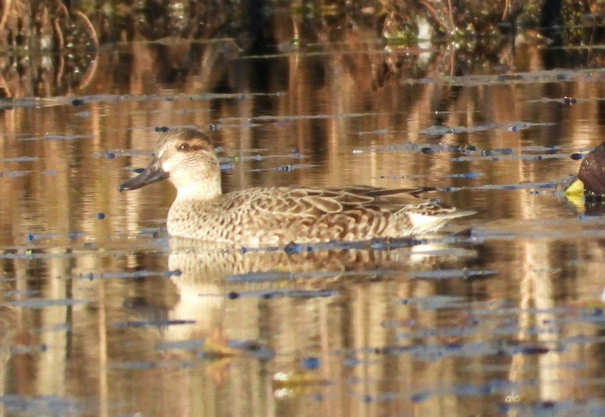 Green-winged Teal - ML645582681