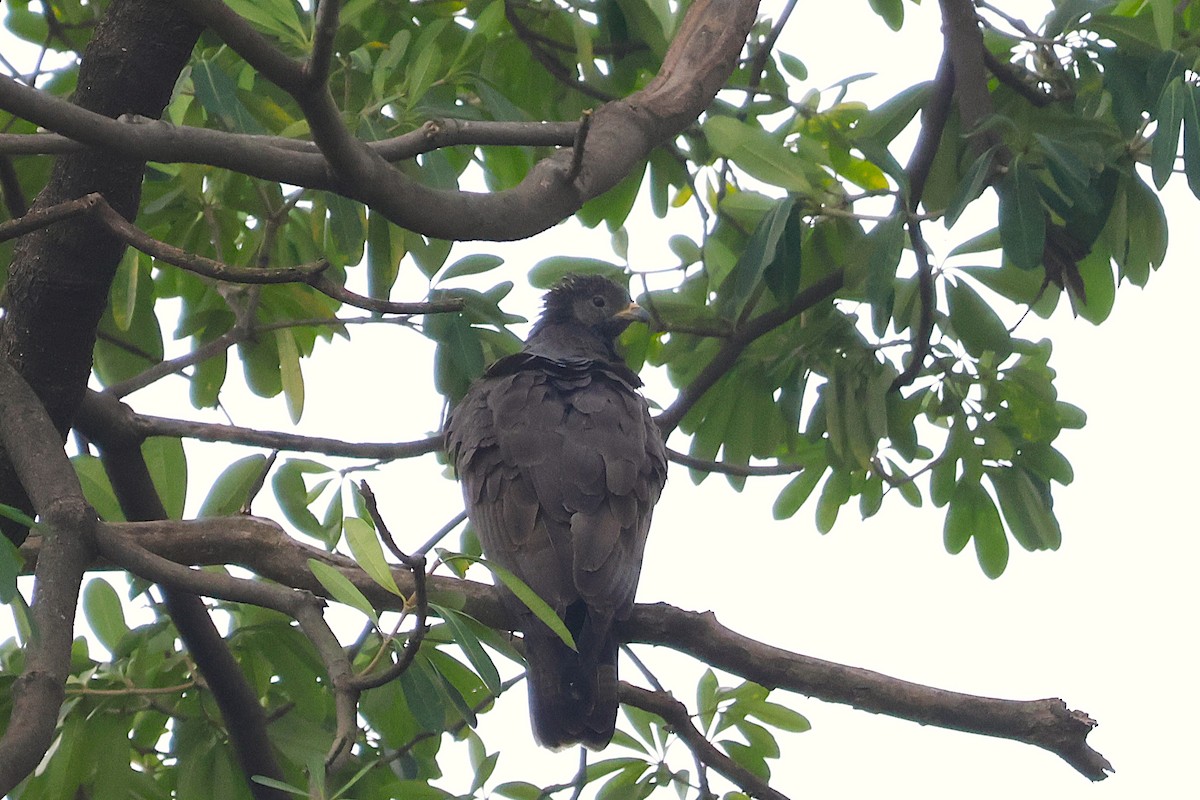 Oriental Honey-buzzard (Northern) - ML645582682
