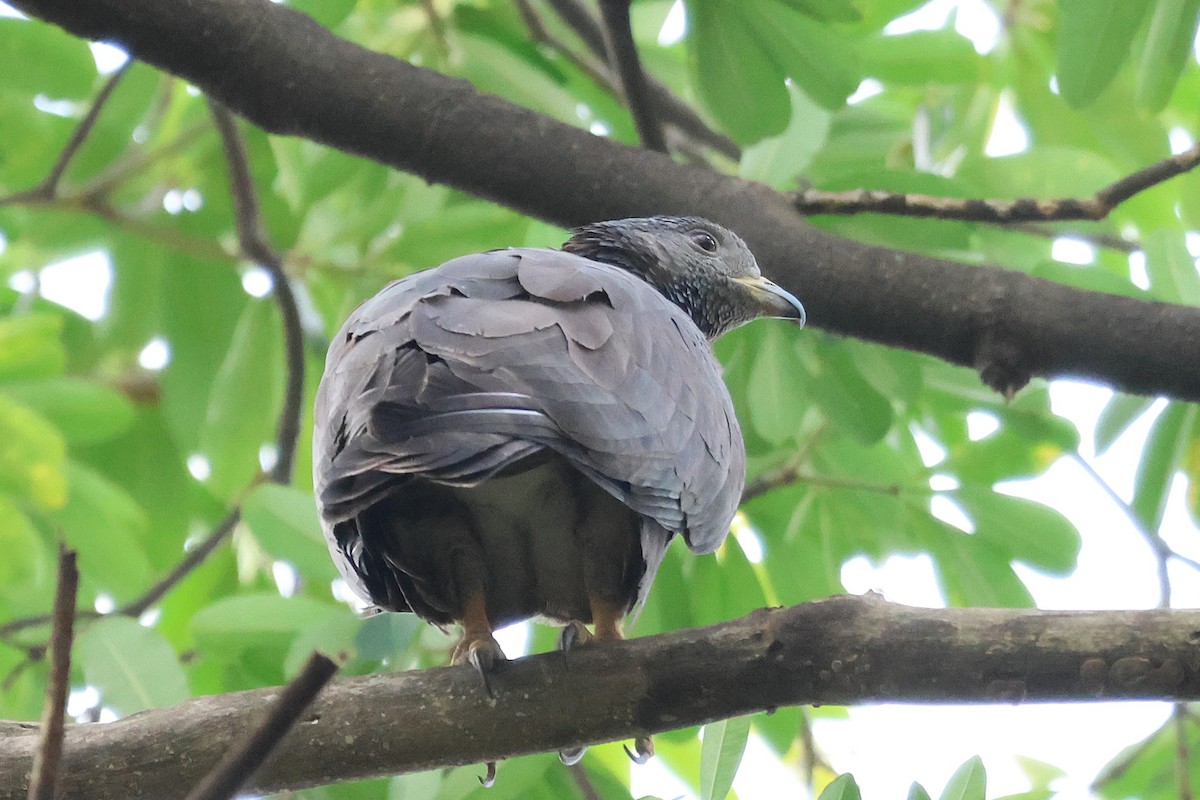 Oriental Honey-buzzard (Northern) - ML645582683