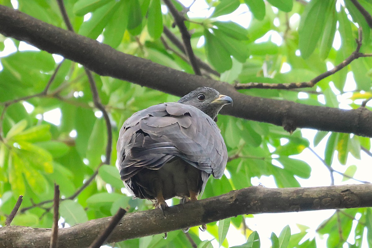 Oriental Honey-buzzard (Northern) - ML645582684
