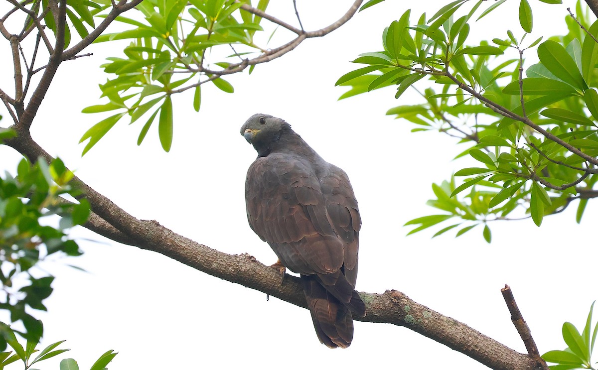 Oriental Honey-buzzard (Northern) - ML645582685