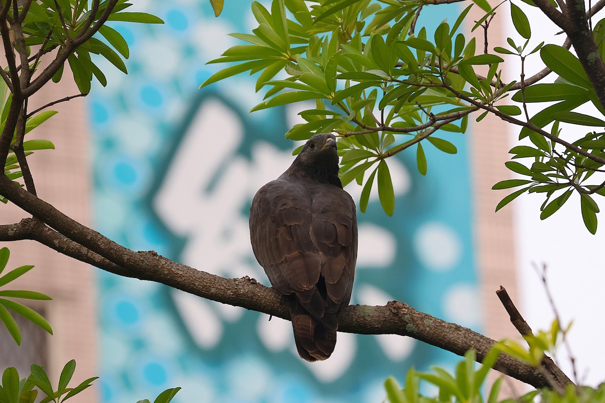 Oriental Honey-buzzard (Northern) - ML645582686