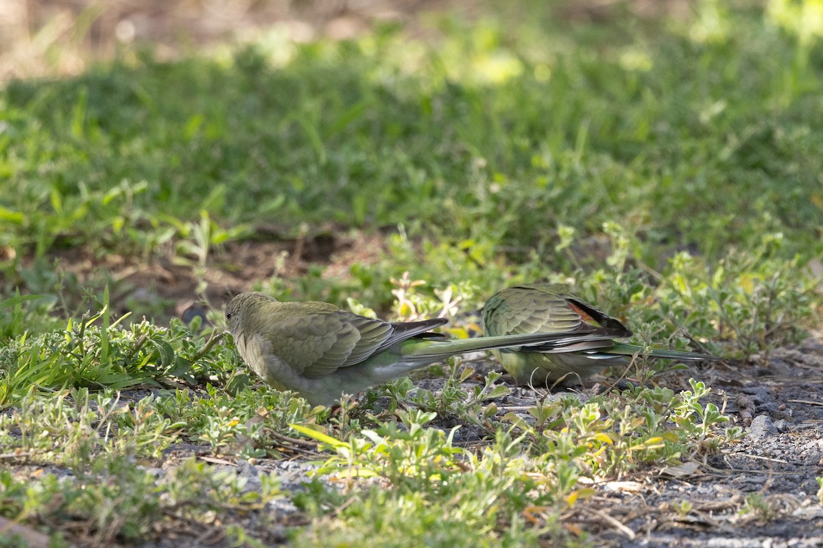 Red-rumped Parrot - ML645582687