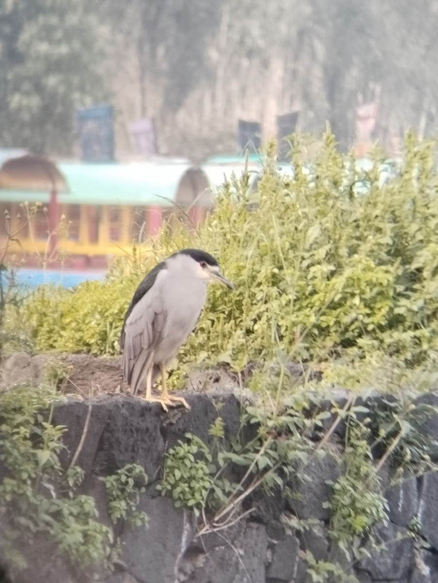 Black-crowned Night Heron - ML645582688