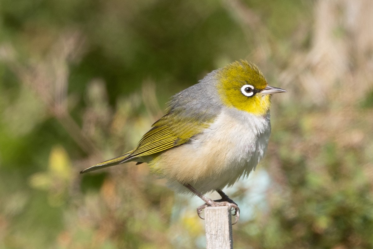 Silvereye - ML645582689