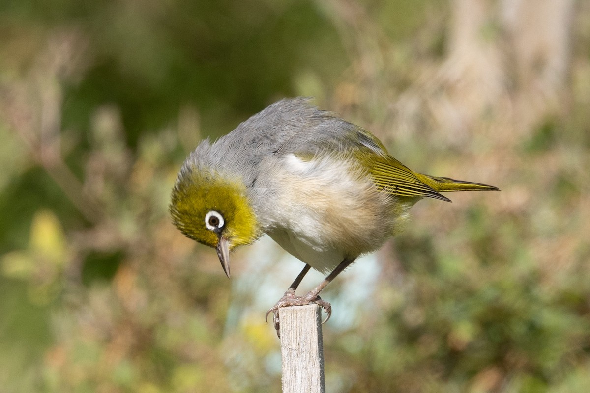 Silvereye - ML645582690