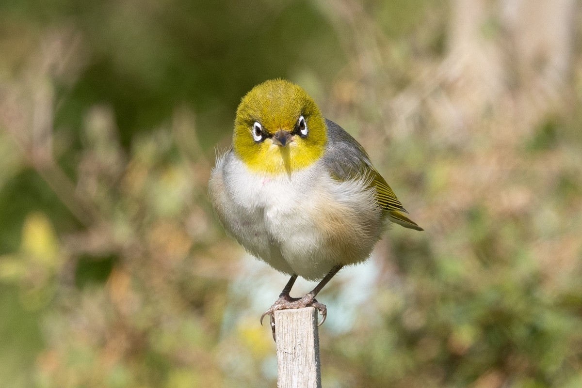 Silvereye - ML645582691