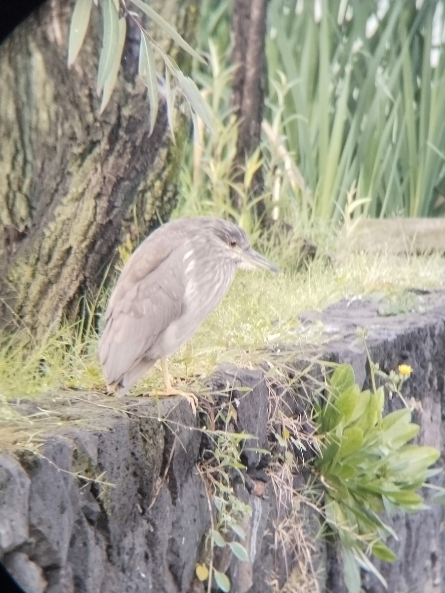Black-crowned Night Heron - ML645582692