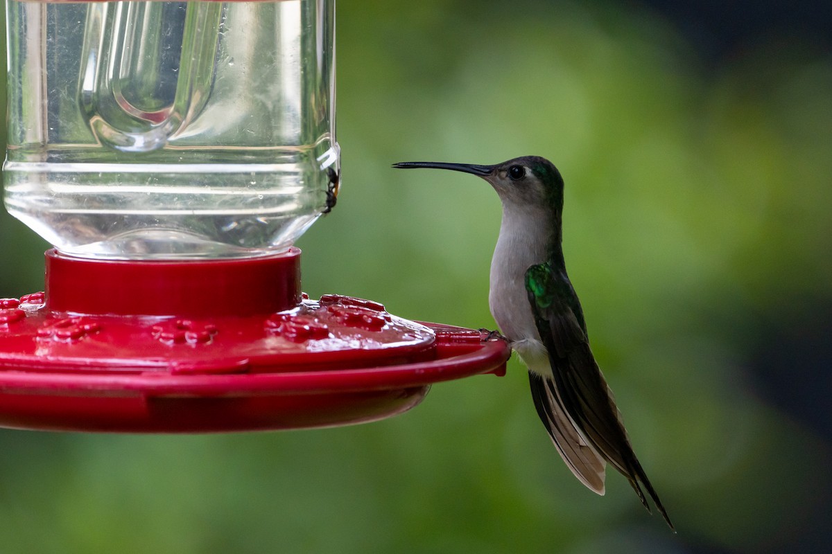 Wedge-tailed Sabrewing - ML645582694