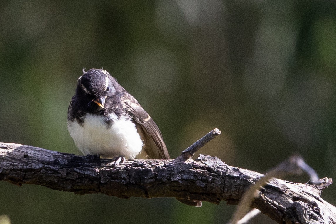 Willie-wagtail - ML645582698
