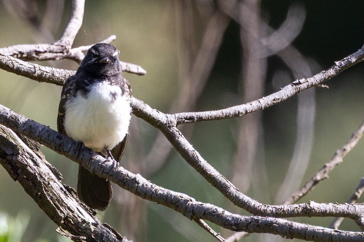 Willie-wagtail - ML645582699