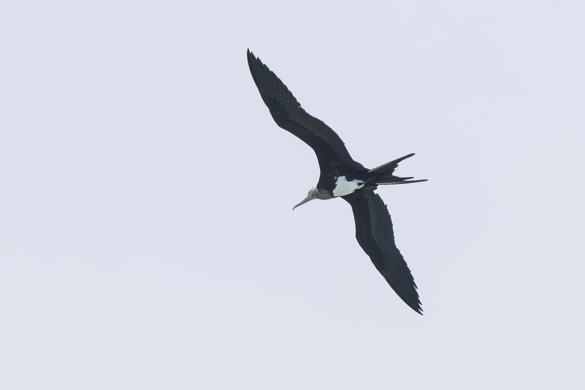 Great Frigatebird - ML645582700