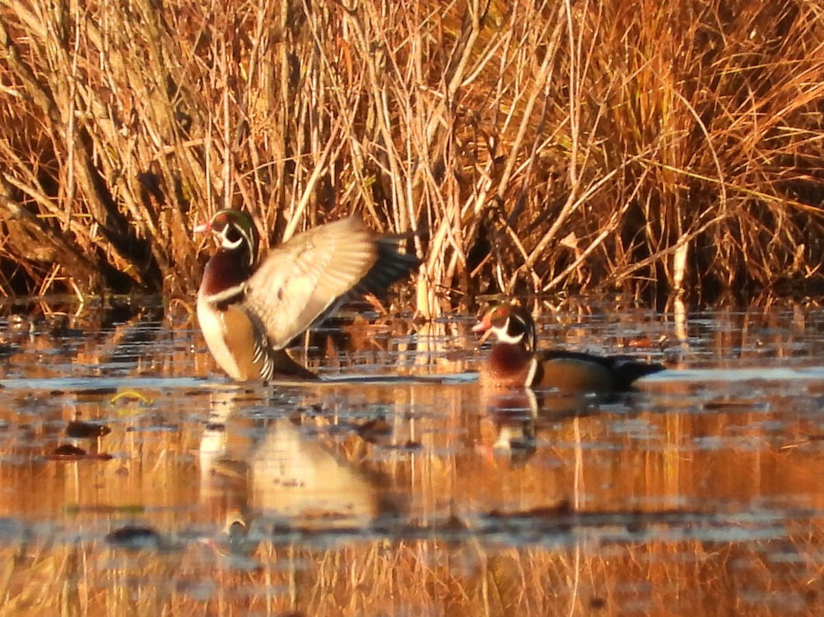 Wood Duck - ML645582702