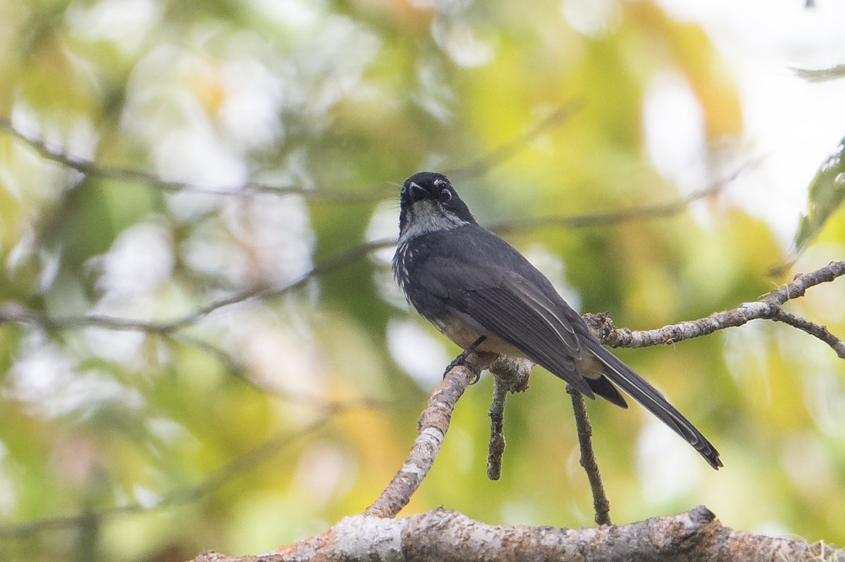 Northern Fantail (Buru) - ML645582704