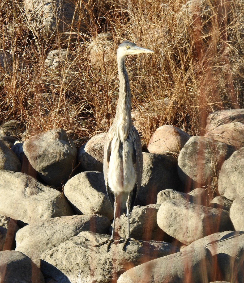 Great Blue Heron - ML645582705
