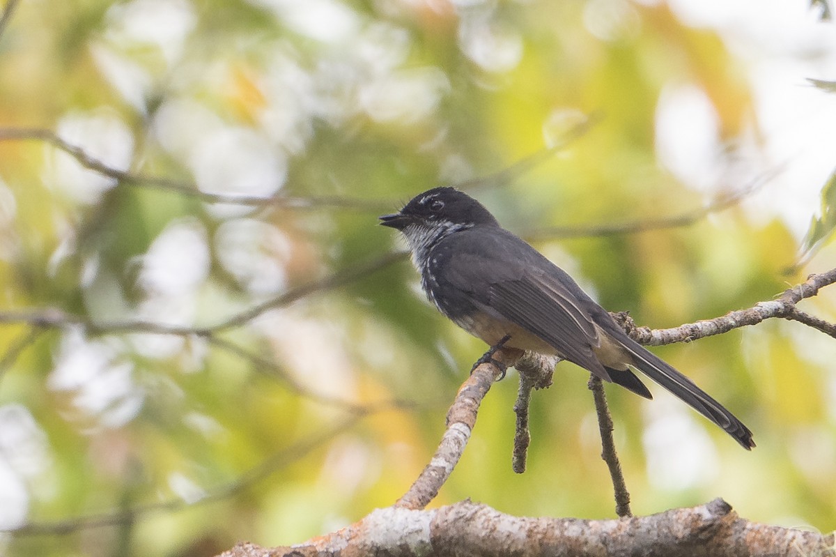 Northern Fantail (Buru) - ML645582707