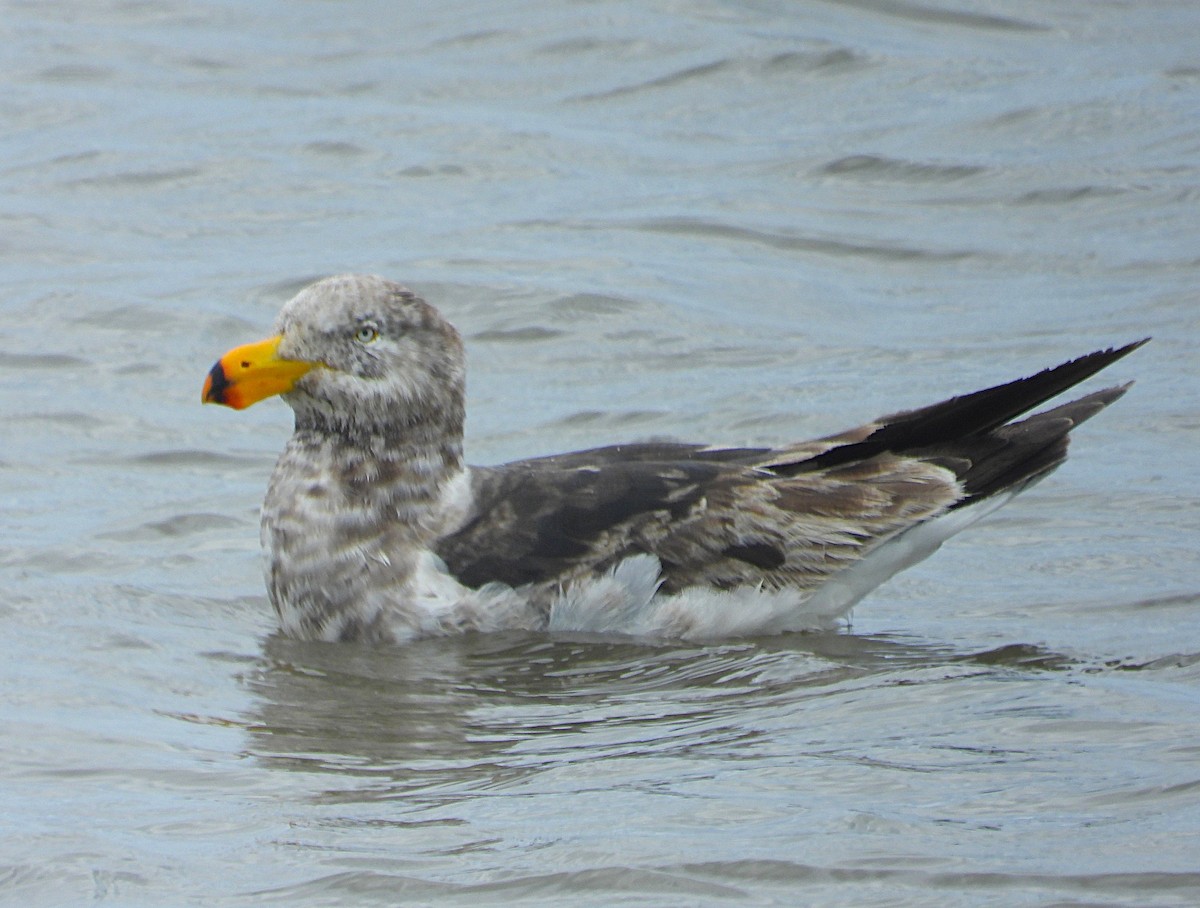 Pacific Gull - ML645582708