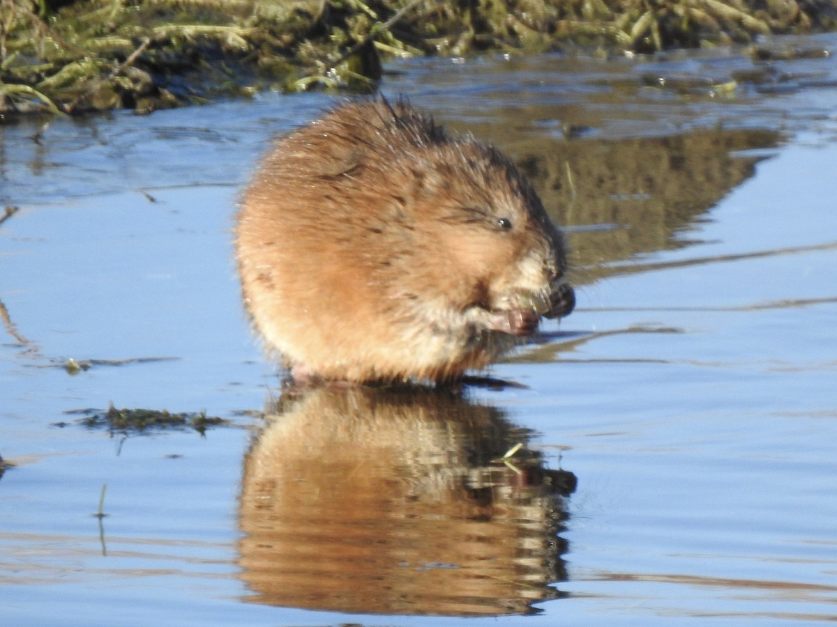Muskrat - ML645582711