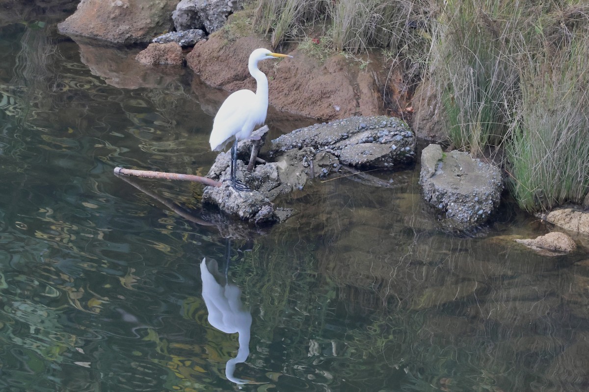 Great Egret - ML645582713