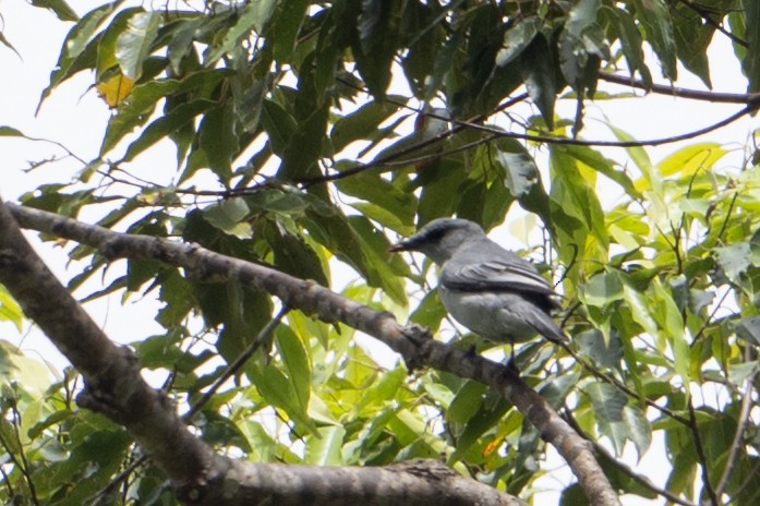 Pale Cicadabird - ML645582716