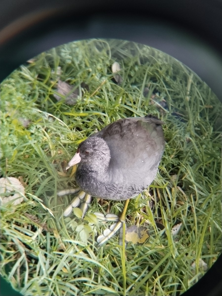 American Coot - ML645582717