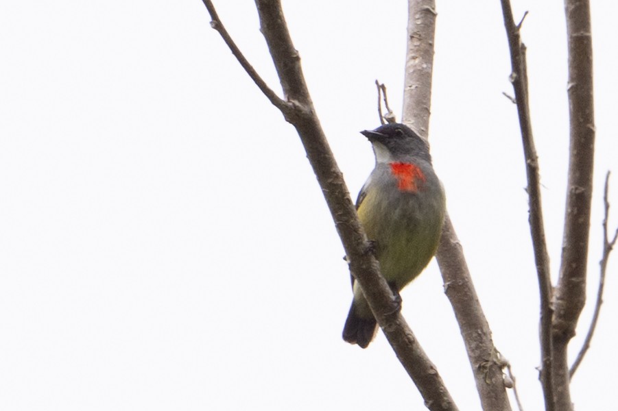 Buru Flowerpecker - ML645582720