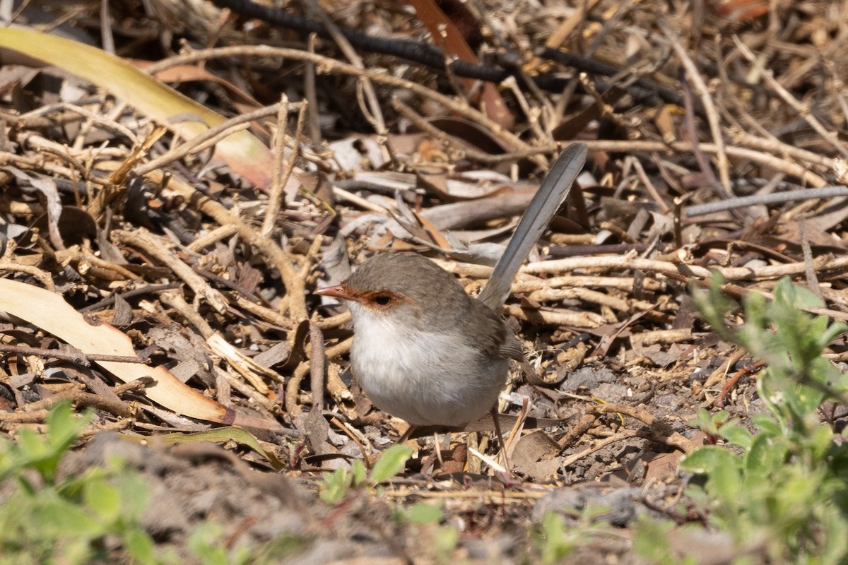 Superb Fairywren - ML645582721