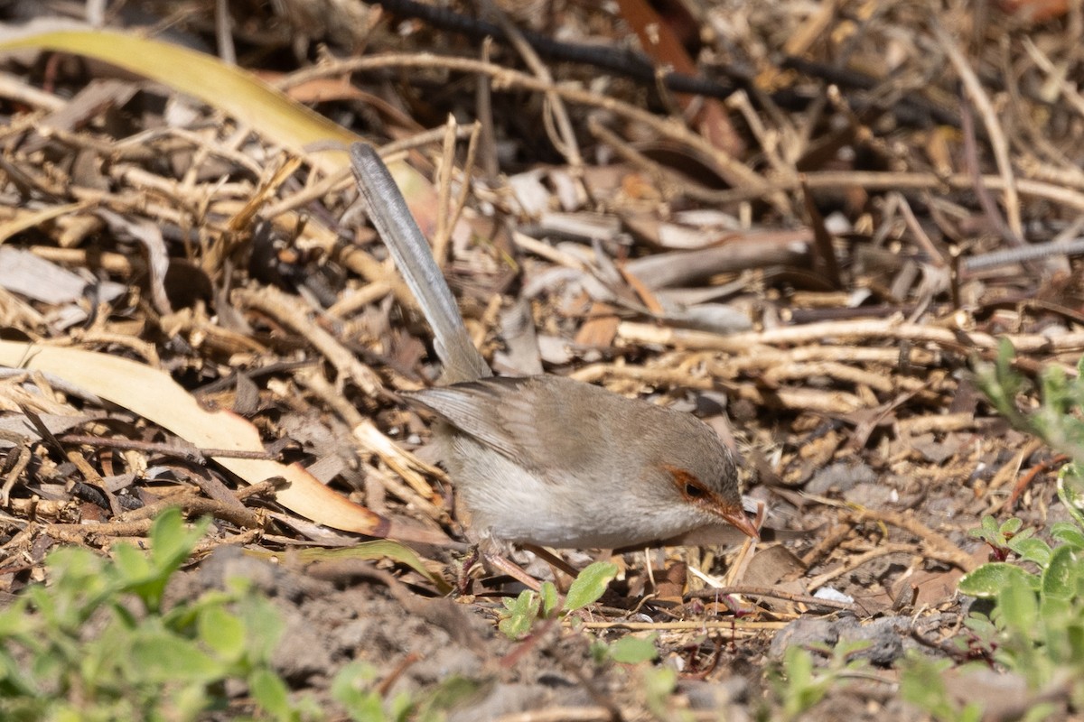 Superb Fairywren - ML645582722