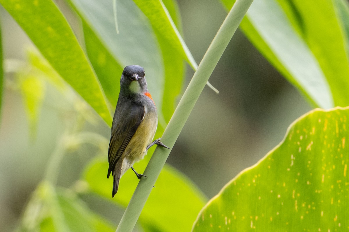 Buru Flowerpecker - ML645582723