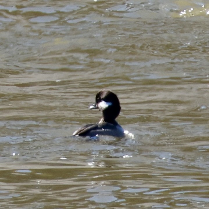 Bufflehead - ML645582726