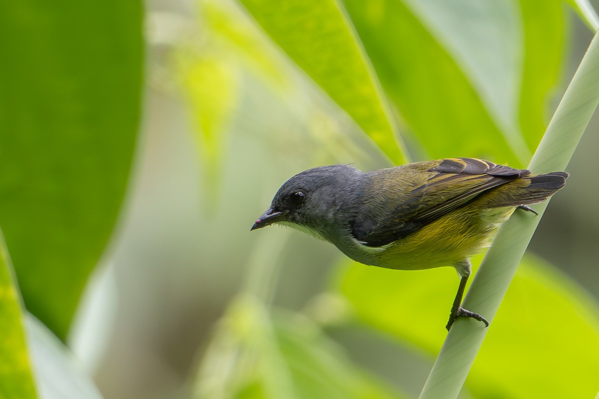 Buru Flowerpecker - ML645582729