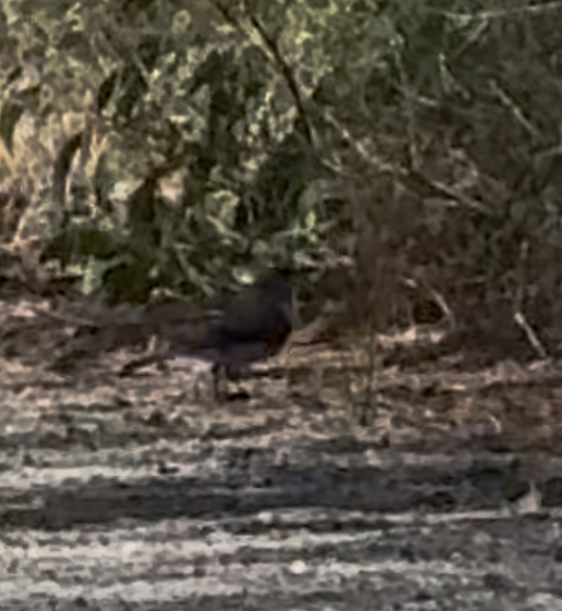 Sahul Brush Cuckoo - ML645582730