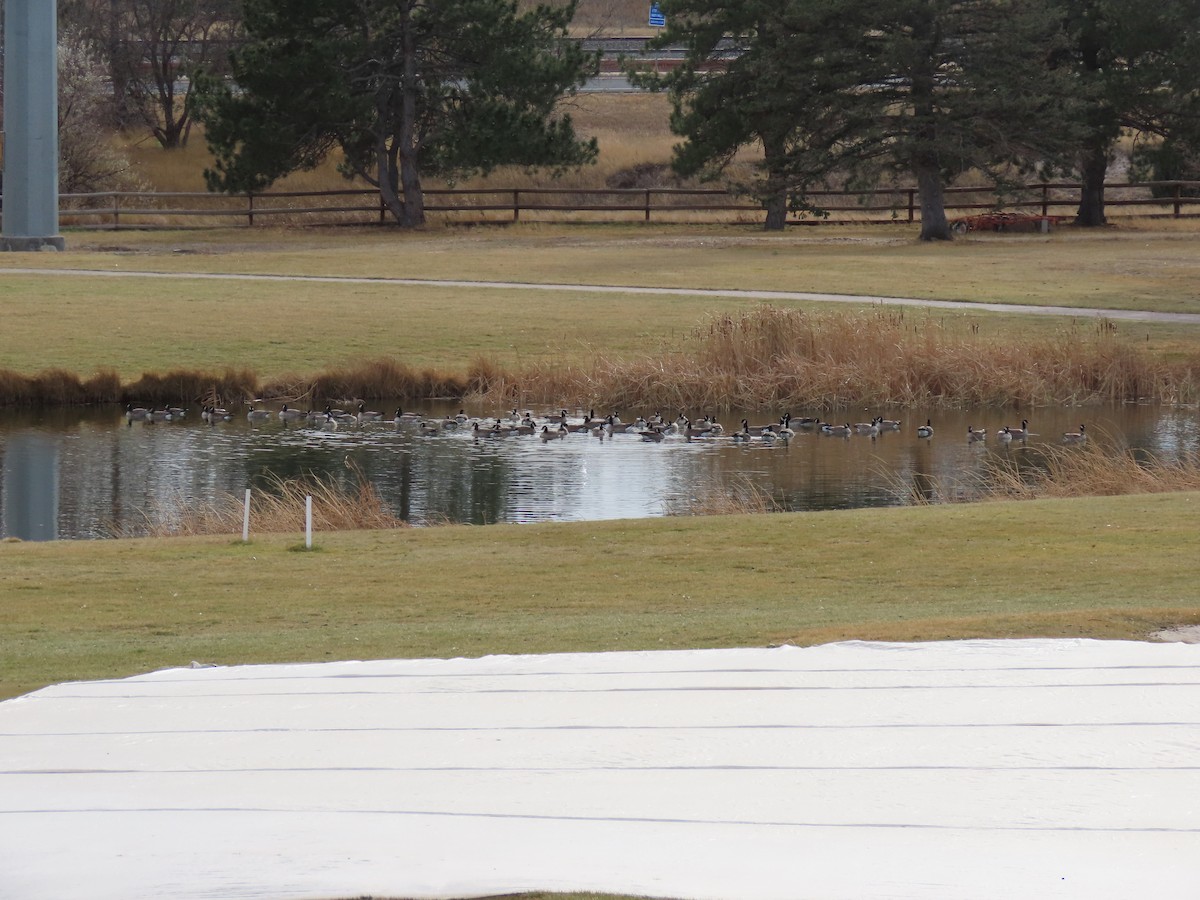 小加拿大雁 - ML645582732