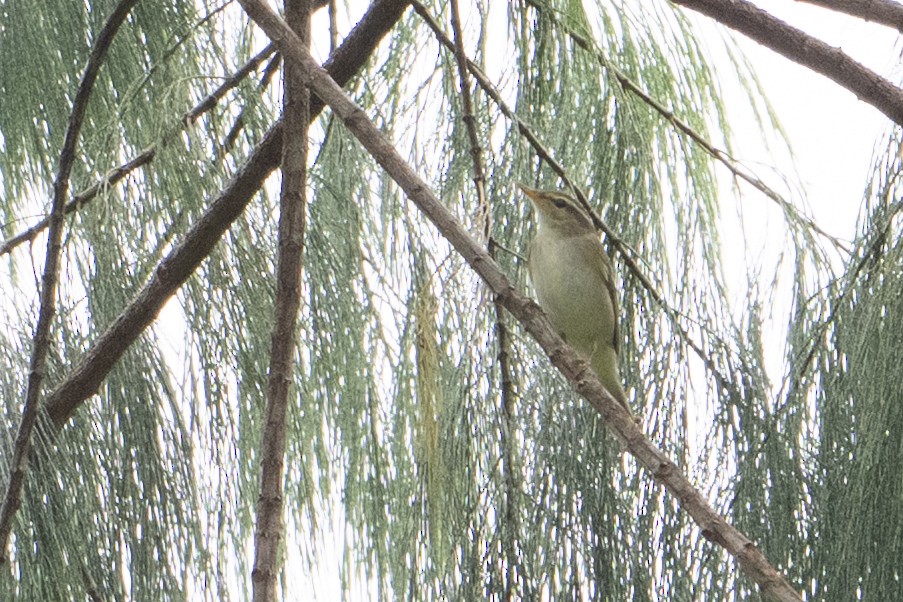 Arctic Warbler - ML645582733