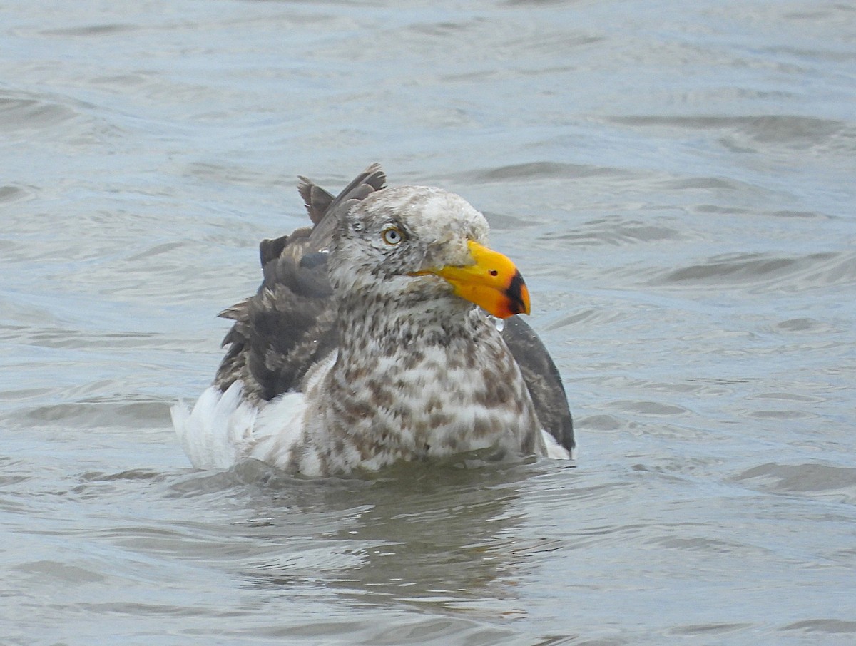 Pacific Gull - ML645582735