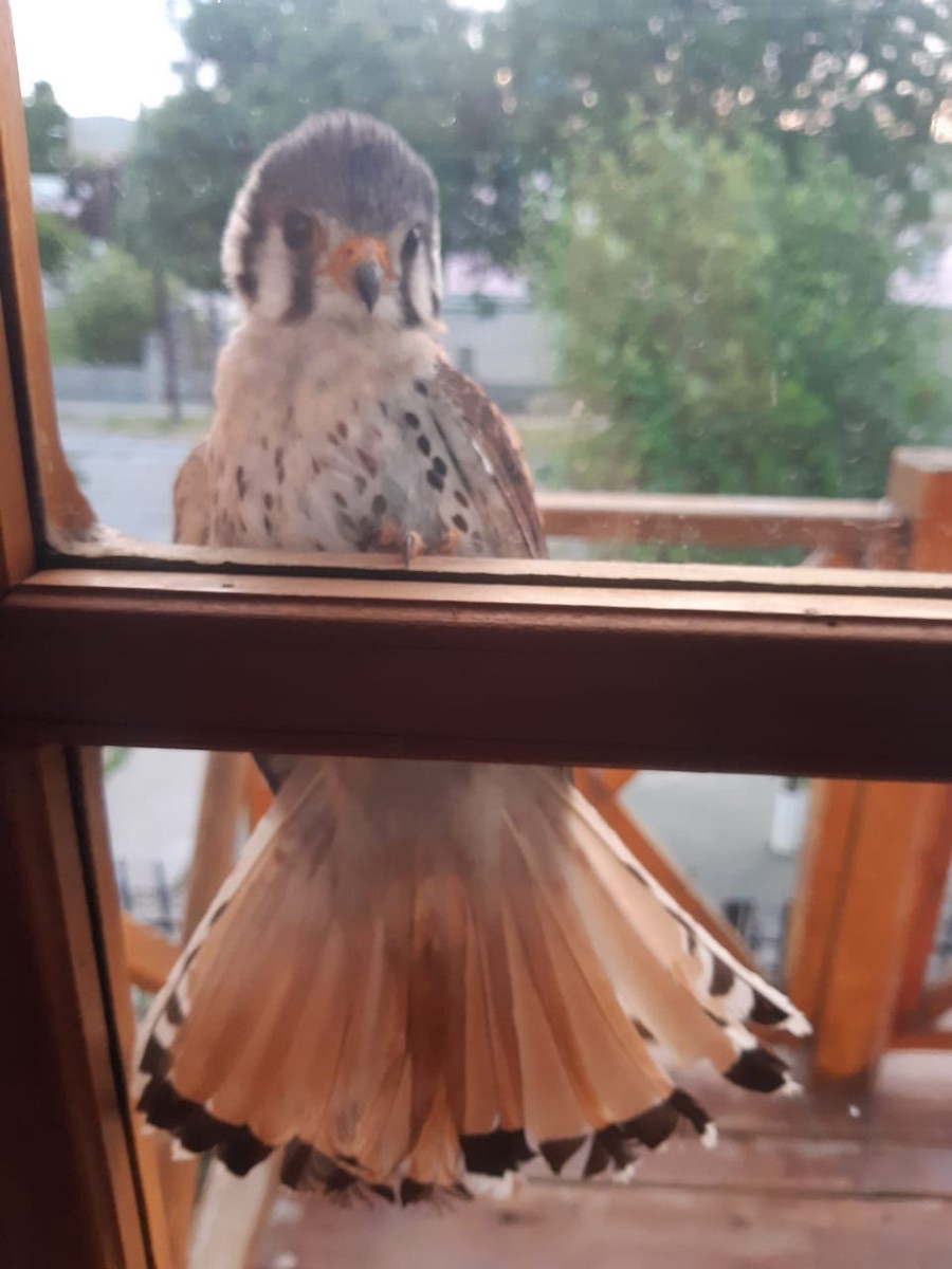 American Kestrel - ML645582745