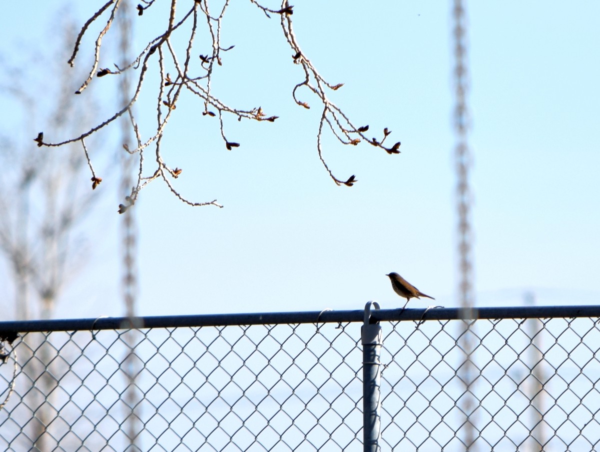 Hermit Thrush - ML645582746