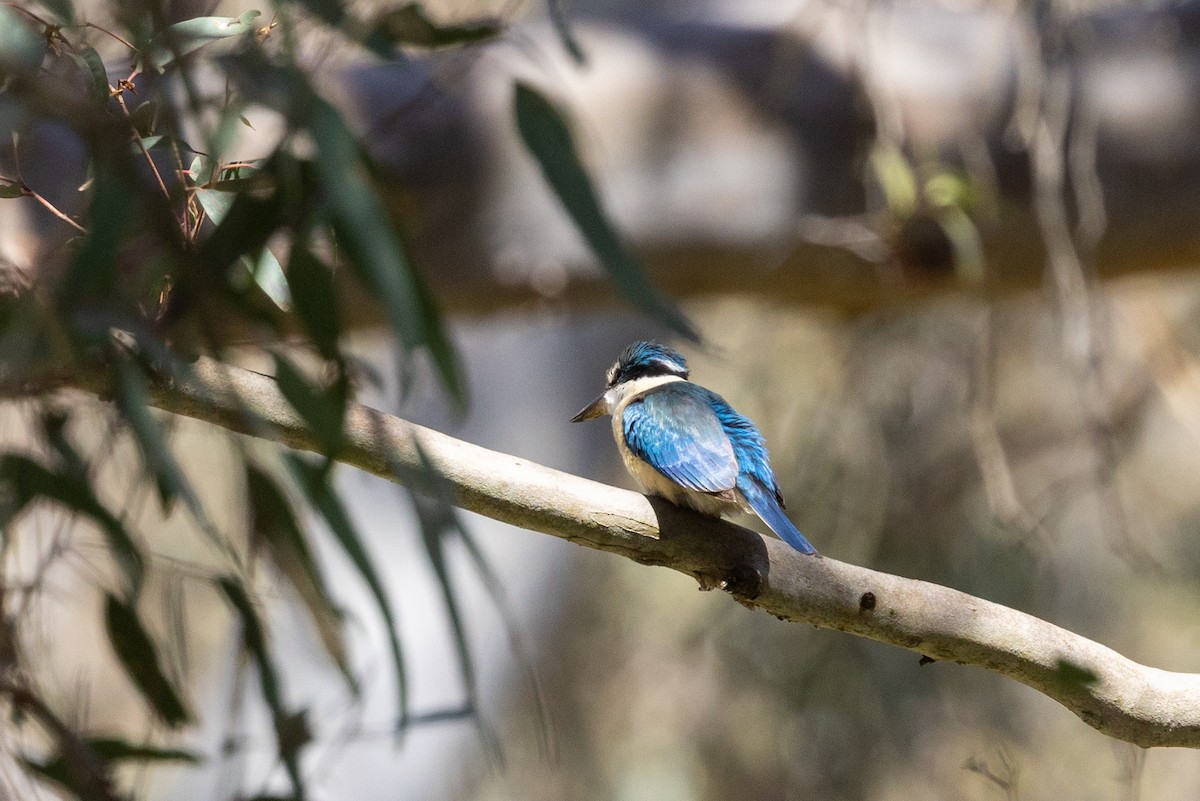 Sacred Kingfisher - ML645582748