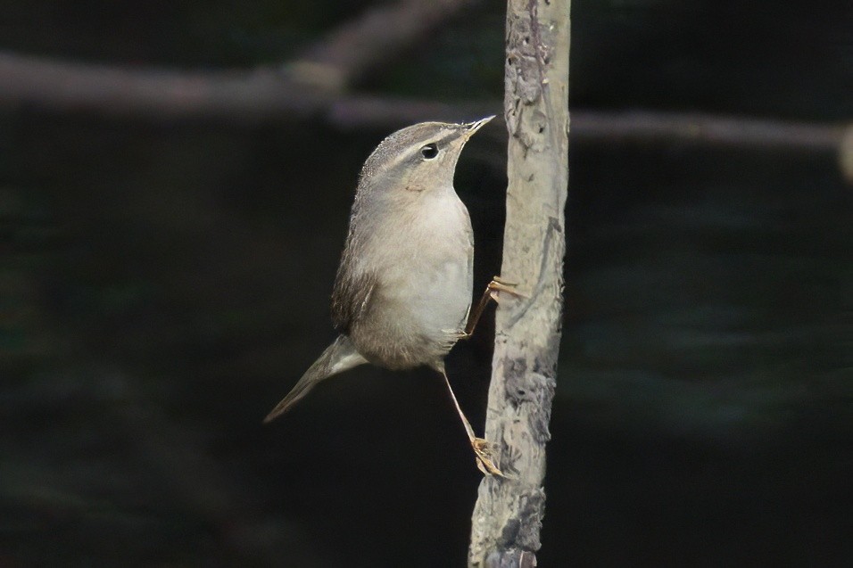 עלווית כהה - ML645582751