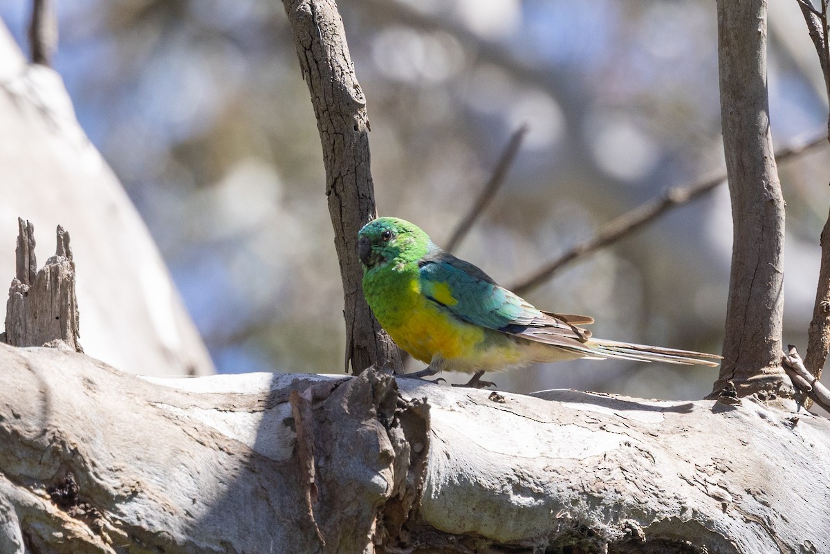 Red-rumped Parrot - ML645582755