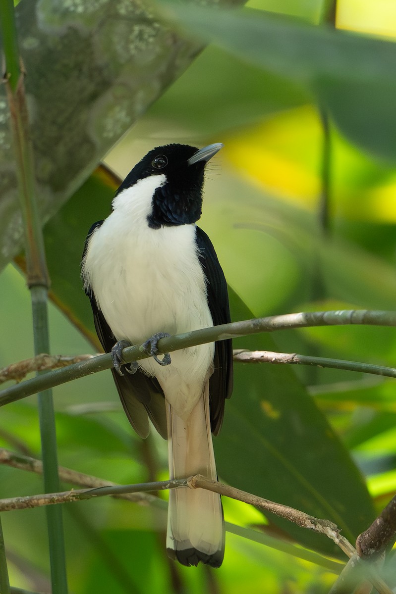 Buru Monarch - ML645582756