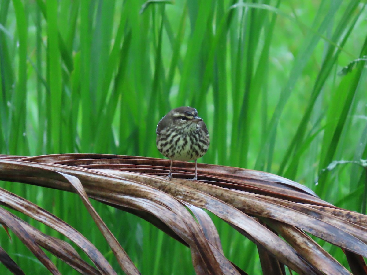 Northern Waterthrush - ML645582763
