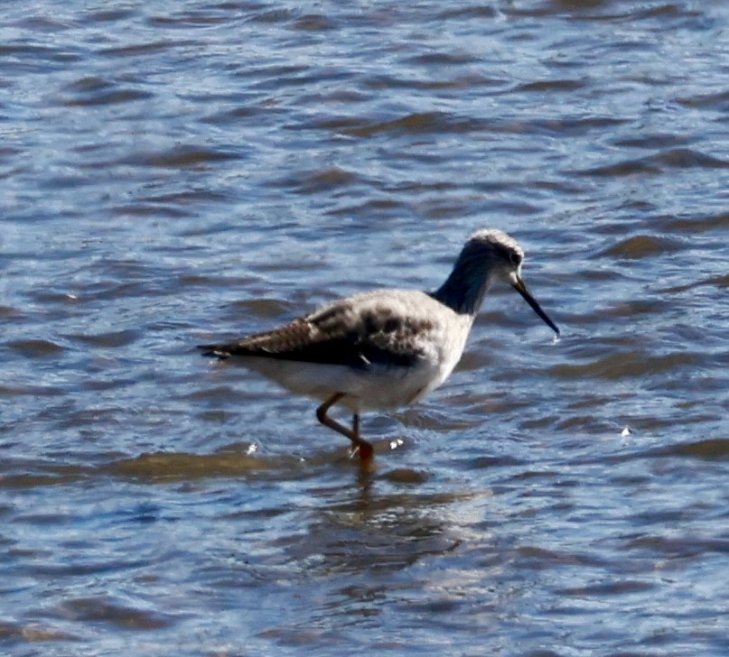 vodouš velký - ML645582770