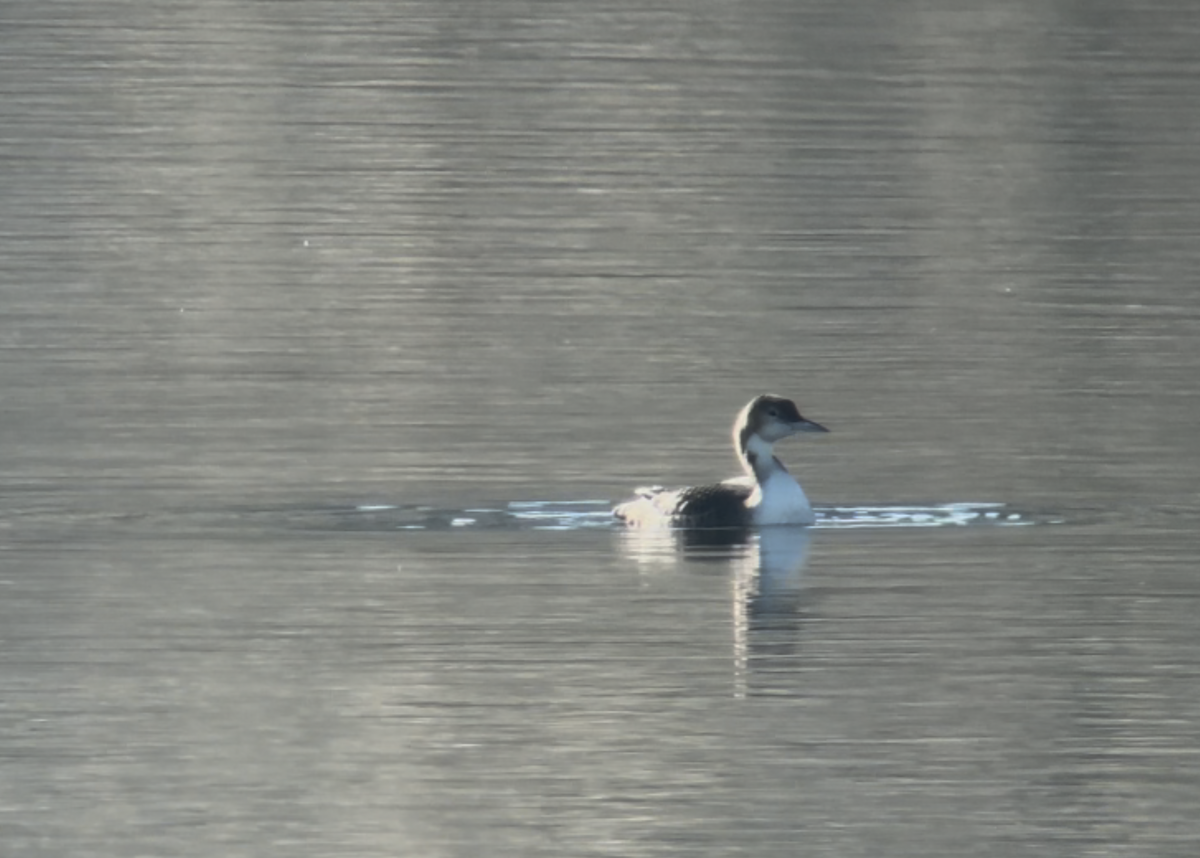 Buz Dalgıcı - ML645582776