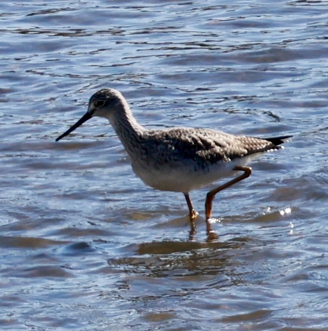 vodouš velký - ML645582787