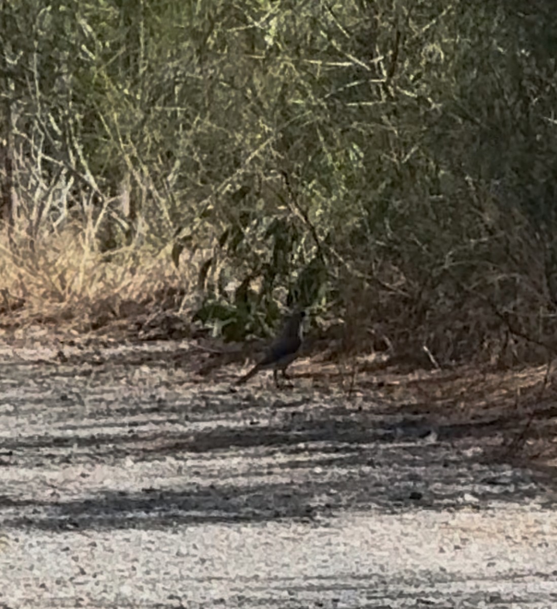 Sahul Brush Cuckoo - ML645582788